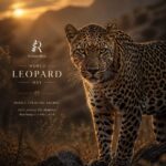 A Morning with Giants — My Elephant Safari